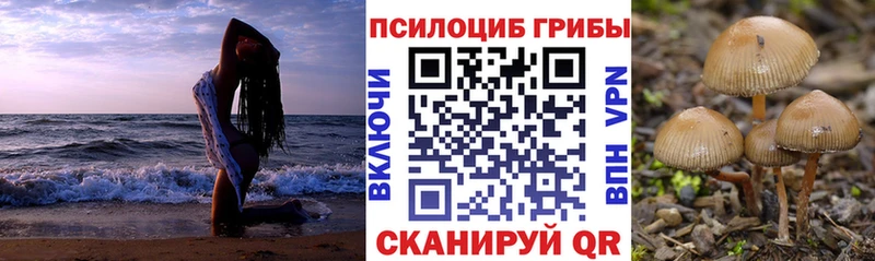 блэк спрут зеркало наркошоп Белёв Псилоцибиновые грибы Psilocybine cubensis